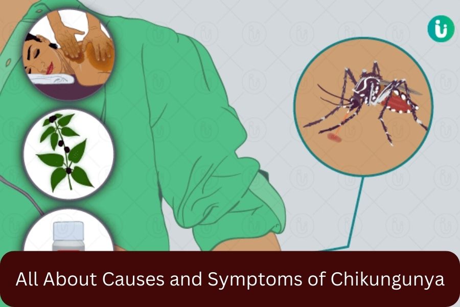 All About Causes and Symptoms of Chikungunya